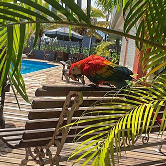 Ara au bord de la piscine de Residom, Kourou